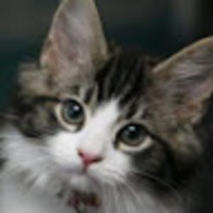 Meet your Posher, Aurora